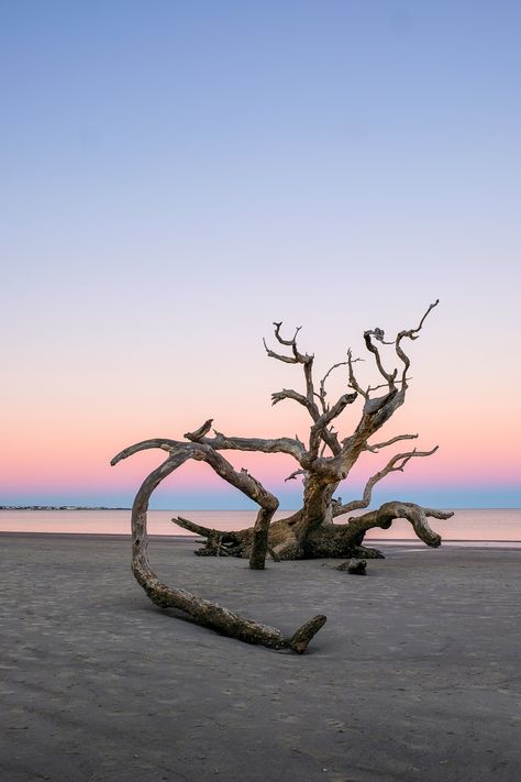 Golden Isles Georgia, Driftwood Beach Jekyll Island, Boat Photos, Colorful Sunsets, Jekyll Island Georgia, Lighthouses Photography, Island Hotel, Story Story, Maternity Picture