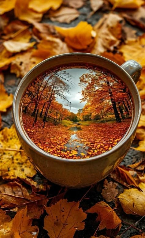 Good Morning Autumn, Morning Autumn, Fall Images, Pumpkin Flavor, Morning Everyone, Good Morning Everyone, Cool Wallpapers Art, Nature Flowers, Autumn Coffee