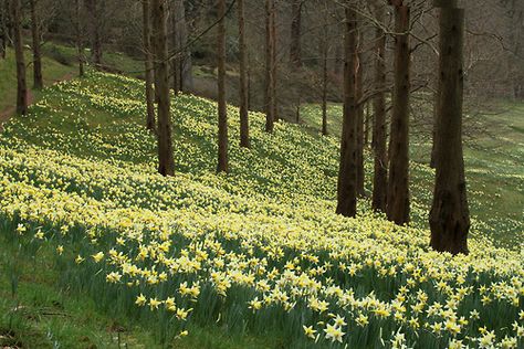 dendroica: A host of golden daffodils (by Graham... Golden Daffodils, Nassau, Nature Aesthetic, Pretty Places, Sedona, Larp, In The Woods, Mother Earth, Daffodils