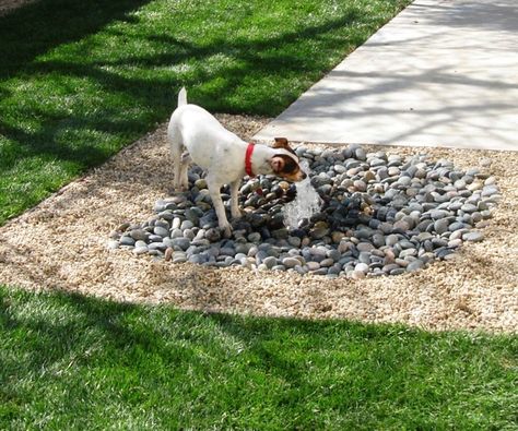 A dog or dogs happily romping in the backyard is a classic dog-owner dream. Achieving this, though, takes more thought than just sending your dog out in the yard and hoping for the best. Take the time to make sure your yard provides your dog with the amenities he or she needs and loves. Fortunately, pet-friendly yard amenities are also great for people as well. Pet Friendly Yard, Dog Friendly Garden, Dog Friendly Backyard, Dog Fountain, Dog Backyard, Dog Toilet, Dog Yard, Dog Playground, Dog Area