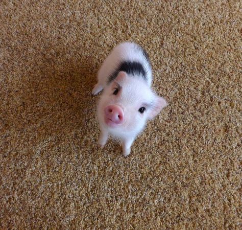 CUTE PIG FROM UNDER A BRDGE 😍😍 Micro Pigs, Teacup Pigs, Cute Piglets, Pet Pigs, Baby Animals Pictures, Baby Pigs, Cute Pigs, Cute Animal Photos