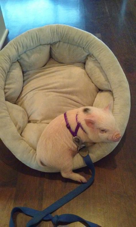 Mini Pig Care, Mini Pig Pet, Pet Pig, Miniature Pigs, Micro Pigs, Teacup Pigs, Pot Belly, Cute Piglets