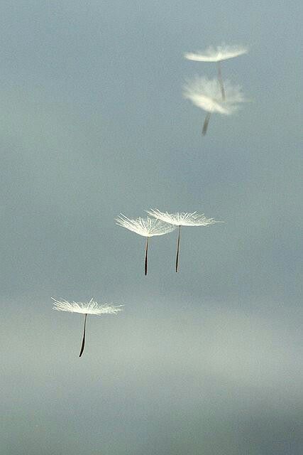 . Dandelion Drawing, Story Facebook, Photo Macro, Dandelion Seeds, Dandelion Wishes, Dandelion Wish, Phone Screen Wallpaper, Wallpaper Nature Flowers, White Aesthetic