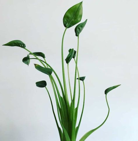 Alocasia Tiny Dancer Care, Tiny Dancer Plant, Alocasia Collection, Alocasia Tiny Dancer, Houseplant Collection, Alocasia Plant, Indoor Greenery, Orchid Bark, Plant Mama