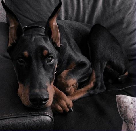 Doberman Aesthetic, Black Doberman, Doberman Love, Doberman Puppy, Doberman Dogs, Pretty Dogs, Reptiles Pet, Doberman Pinscher, Service Dogs