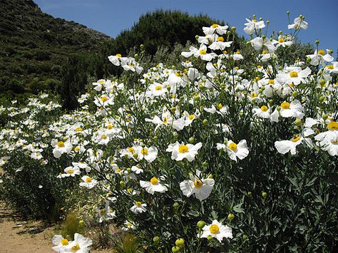 Matilija Poppy [Romneya coulteri] This perennial shrub may be a bit tricky to get established, but is worth the effort. It requires excellent drainage and lots of sun. Large 4-6” crinkled, fried egg-looking flowers appear from spring to summer. Spreads by underground rhizomes. 3-5’h x 8’+w Matilija Poppy, Drought Resistant Plants, California Native Plants, Perennial Shrubs, Drought Resistant, Bee Garden, Summer Water, Water Wise, Flower Spike