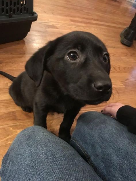 Labrador Noir, Black Puppy, Black Lab Puppies, Labrador Retriever Puppies, Lab Puppies, Cute Animals Images, January 13, Puppy Eyes, Retriever Puppy