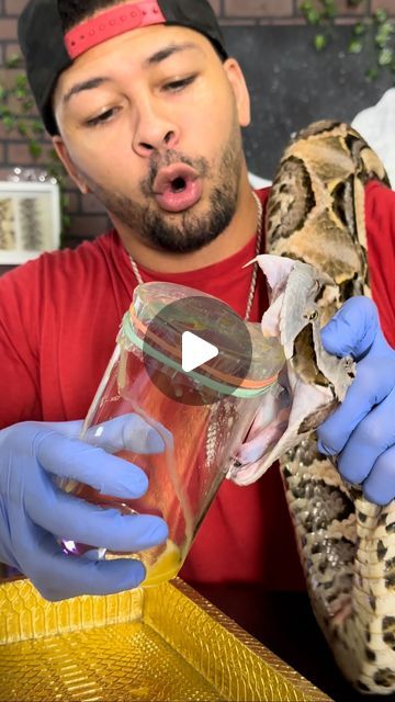 Animal and Reptile Addict on Instagram: "Largest FANGS & The Most VENOM From Any Loving Venomous Snake! #reptiles #snakes #science #animals #nature #reels" Nature Reels, Venomous Animals, Venomous Snake, Venomous Snakes, Snake Venom, Reptile Snakes, November 17, Venom, Snakes