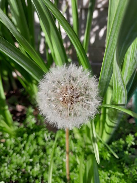 Pretty Spring days Fluffy Dandelion, Spring Day, Pretty Pictures, Dandelion, Plants, Flowers