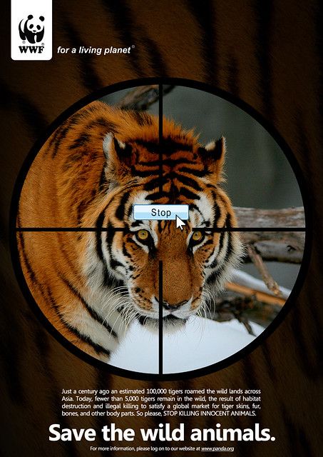 All sizes | Save the wild animals poster | Flickr - Photo Sharing! Save Animals Poster, Diarama Ideas, Save The Tiger, Animals Poster, Tiger Poster, Save Wildlife, Animal Conservation, Habitat Destruction, Stop Animal Cruelty