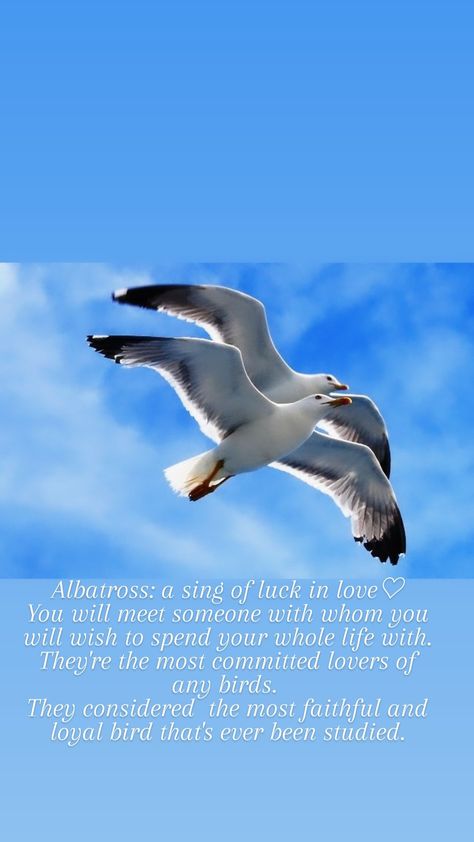 Albatross Quotes Love, Albatross Quotes, Albatross Wallpaper, Army Couple Pictures, Calming Pictures, Walt Disney Princesses, Funky Tattoos, Army Couple, Afghan Jewelry