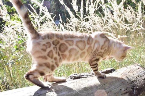 Really impress by this spectacular snow lynx bengal boy!! Lucky us, he is the father of our new stud Tsar! Yanosh was produced by our friend Janine van de Laar of Bengalissimo cattery and owned by Daria at Mangosteen Cattery. A real beauty! Photo credit to Daria :) Snow Lynx Bengal, Silver Bengal Cat, White Bengal Cat, Bengal Cat For Sale, Bengal Cat Breeders, Adopting A Kitten, Bengal Kittens For Sale, Asian Leopard Cat, Burmese Cat