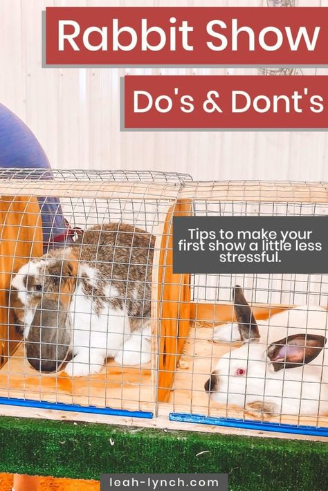 Showing Rabbits Ffa, Show Rabbit Setup, Ffa Rabbit Showing, 4h Rabbit Project, Rabbit Show Table, Showing Rabbits In 4h, Rabbit Showmanship, Rabbitry Setup Ideas, Rabbit Showing