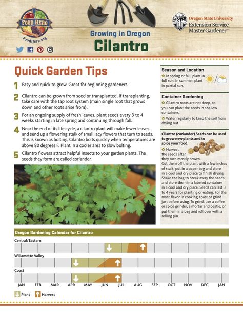 Cilantro Seeds Planting, Cilantro Growing Tips, Cilantro Plant Care, Cilantro Garden, How To Grow Cilantro, Gardening Fruits, Cilantro Plant, Cilantro Seeds, Growing Cilantro