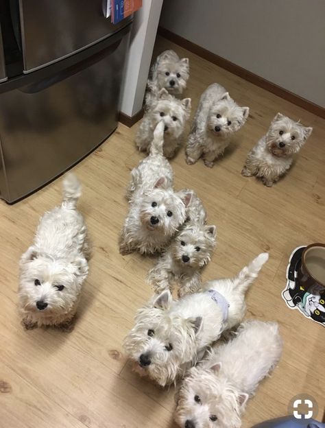 Westie Cupcakes, Baby Animals Cute, Wholesome Dog, West Terrier, Westie Dog, Westie Puppies, Cutest Dog Ever, Little Animals, Westie Dogs