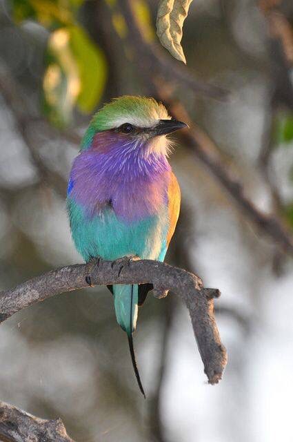 Pretty pastel colored bird Birds Pics, Birds Pet, Birds Colorful, Lilac Breasted Roller, Colourful Birds, Kinds Of Birds, Colorful Bird, Pretty Animals, Colorful Feathers