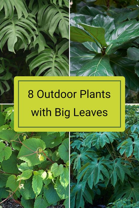 Discover how to add stunning outdoor plants with big leaves to your garden. Varieties like Monstera, Fiddle leaf fig, and the Rice paper plant create a tropical vibe, perfect for Australian gardens. The right plants bring lush greenery to your outdoor space and can thrive in the Aussie climate. A striking range of foliage in your yard can elevate your home's appeal. Read the full article to explore recommendations and tips for these vibrant plants that will surely impress any passerby. Plants With Big Leaves, Big Leaf Plants, Australian Gardens, Ultimate Backyard, Florida Plants, Sago Palm, Plant Varieties, Ficus Lyrata, Australian Garden