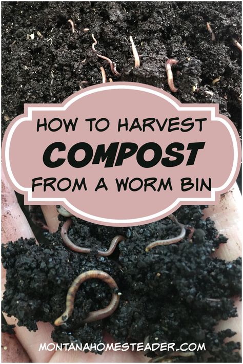 Vermicomposting For Beginners, Vermicomposting Worm Farm, Dirt Recipe, Worm Bins, Worm Beds, Worm Farming, Compost Bucket, Garden 2023, Worm Bin