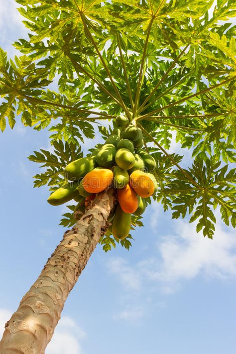 Papaya Growing, Papaya Plant, Papaya Tree, Evergreen Bush, Garden Nails, Gardening Aesthetic, Arborvitae Tree, Papaya Seeds, Redbud Tree