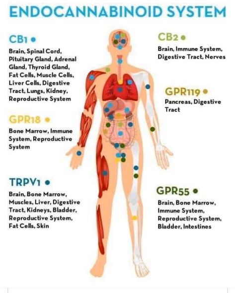 [Infographic] ENDOCANNABINOID SYSTEM Cbd Oil Benefits, Endocannabinoid System, Musculoskeletal System, Menstrual Pain, Reproductive System, Body Systems, Cbd Oil, Immune System, Pain Relief