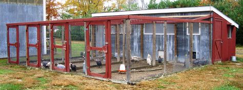 Out door chicken breeding pens, great way to keep different breeds sepperate Chicken Coop With Multiple Runs, Peacock Aviary, Chicken Breeding Pens, Brooder Ideas, Chicken Business, Chicken Pens, Chicken Breeding, Chicken Barn, Chicken Care