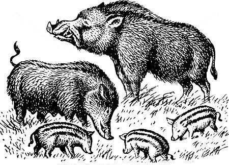 Wild Boar Illustration, Boar Illustration, Wild Pig, Pig Drawing, Wild Hog, Pig Art, Wild Boar, Sci Fi Art, Pyrography