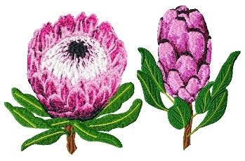 Waratah Flower, Protea Flower, National Flower, Windy Weather, Small Cross Stitch, Basic Embroidery Stitches, Machine Embroidery Patterns, Embroidery Pattern, Design Floral