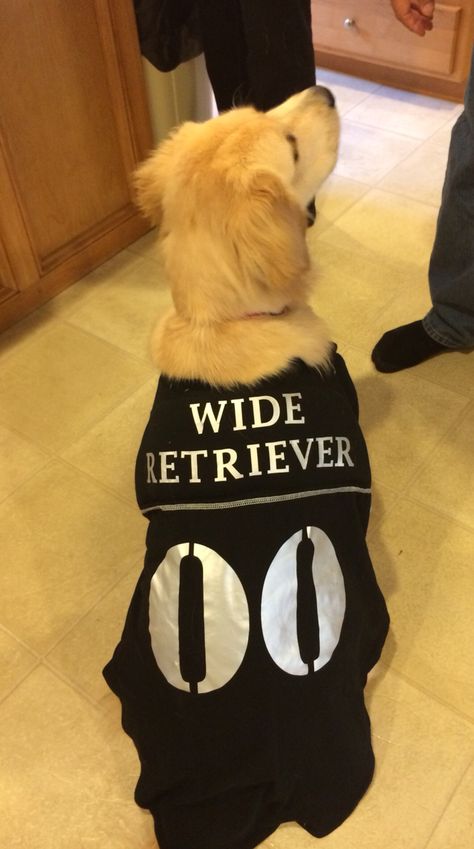 Wide retriever Halloween costume. Golden retriever Golden Retriever Halloween Costume Funny, Dog Halloween Costumes Golden Retriever, Best Golden Retriever Costumes, Halloween Costumes For Golden Retrievers, Golden Retriever Costume Halloween, Golden Retriever Dog Costume, Golden Retriever Halloween Costume, Golden Retriever Costume, Golden Retriever Halloween