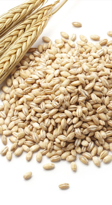 Grains Photography, Wheat Alternatives, Barley Seeds, Follicular Phase, Barley Grain, Ingredients Photography, Broccoli Nutrition, Wholesome Living, Wheat Recipes