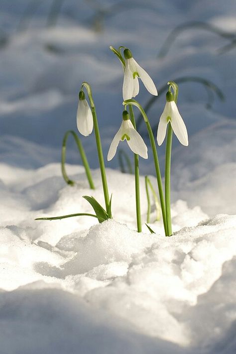 Bucaneve Snow Drops Flowers, Cow Tattoo, January Birth Flowers, St Brigid, Snow Drops, Everlasting Flowers, Dark Soul, Watercolor Flower Art, Late Winter