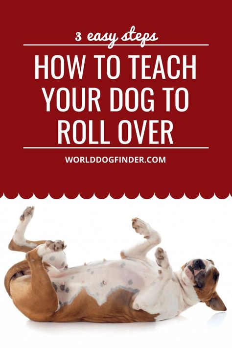 One of the fun commands you can teach your dog is the “Roll over” command. While it doesn’t have a practical use like “Stay” or “Sit” commands, it can be a neat trick you can use for giving your dog a bit more mental activity. If you have a dog that loves learning, they will love learning new tricks, and “roll over” can be one of those tricks. Here is how to teach your dog to roll over in 3 easy steps. #dog #dogs #dogbreed #rollover #training #dogtraining Dog Tricks Easy, Dog Commands Training, Different Types Of Dogs, Dog Commands, Puppy Mom, Dog Training Advice, Dog Brain, Best Dog Training, Train Your Dog