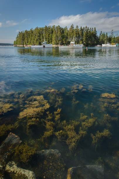 Underwater Seaweed, East Coast Vacation, Maine Islands, Downeast Maine, New England Coast, Maine Vacation, Maine Travel, Scenic Byway, Acadia National Park