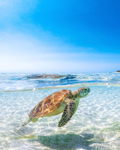 Victor Huertas • Ocean on Instagram: “It’s time you know about my 1st underwater encounter with a sea turtle. It couldn’t have been any more different than the day I found this…” Sea Turtle Images, Sea Turtles Photography, Sea Turtle Wallpaper, Sea Turtle Pictures, Turtle Wallpaper, Baby Sea Turtles, Turtle Swimming, Green Sea Turtle, Turtle Love