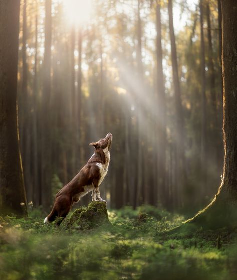 ✨ g o l d e n ✨ There's something about this dog. My golden child. My spotty menace. I don't like the term "heart dog" because I think it does a disservice to my memory. To the days where Loki was my all and my everything. To Mallei, my first and most precious boy, who I loved so deeply. Was it this deeply? This strongly? I don't know. Maybe. Probably. I can't remember. One of my wonderful "ADHD is a Superpower" traits is having an incredibly bad memory. Did I ever think Mal was my "heart do... Dog In Forest, Bad Memory, My Memory, Bad Memories, My Everything, Dog Agility, Black Shadow, Pet Photography, Photography Courses