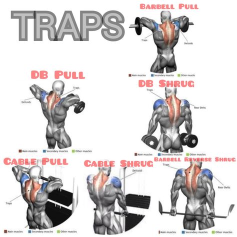 Trapezius Workout, Shoulder And Trap Workout, 2024 Workout, Lat Workout, Traps Muscle, Shoulder Workout Routine, 300 Workout, Traps Workout, Chest Workout Routine