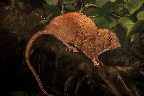 The possum-like rat, Uromys vika, was believed to be mythical until it was discovered after seven years of searching Island Creatures, Tree Rat, Field Museum, Giant Tree, Cat Spray, Animal Species, Solomon Islands, Rodents, Vanuatu