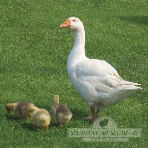 McMurray Hatchery White Embden Geese Raising Geese, Geese Breeds, Dark Meat, Put On Weight, Bone Loss, African Grey, Colorful Feathers, Toulouse, Pure White