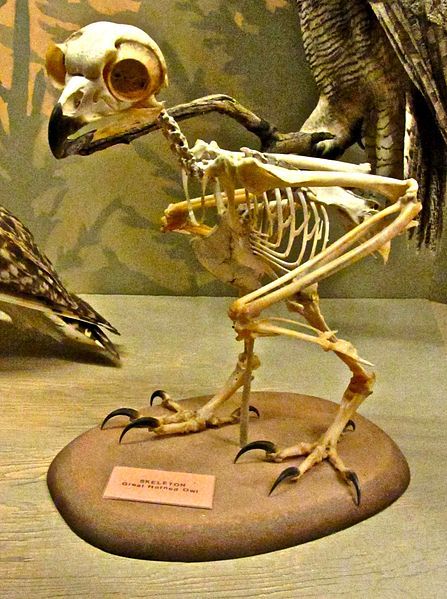 Great Horned Owl skeleton Owl Anatomy, Owl Legs, Owl Skeleton, Owl Facts, Animal Skeleton, Skeleton Anatomy, Animal Skeletons, Taxidermy Art, Vulture Culture