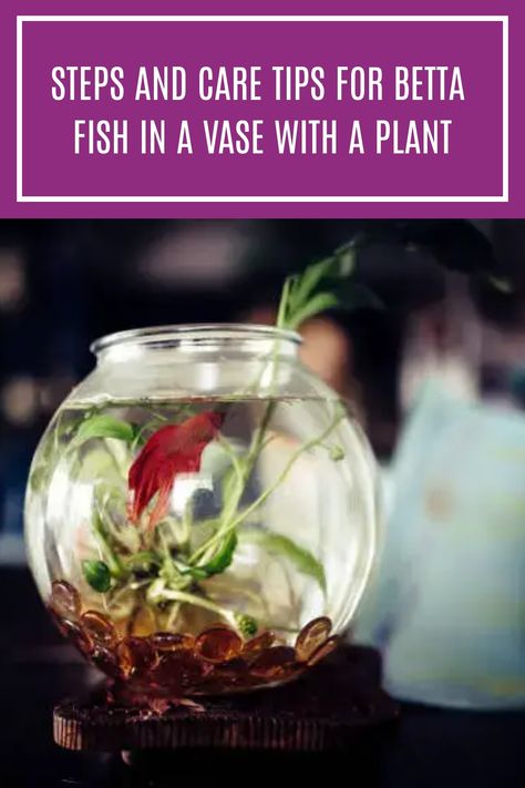 A betta fish can live happily in a vase with a plant with some rocks or gravel for stability and spots for them to hide. This article will guide you with steps and care tips for betta fish in a vase with a plant. #bettafish #freshwaterfish Fish Vase With Plant, Plant Fish Bowl, Betta Fish Bowl Ideas, Beta Fish Centerpiece, Betta Fish Bowl, Betta Care, Fish Centerpiece, Peace Plant, Happy Tips