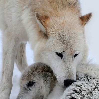 NATIVE WOLVES SPIRIT on Instagram Black And White Wolves Together, Black Wolf And White Wolf Together, Black And White Wolf Aesthetic, Black Wolf With White Markings, Black Wolf And White Wolf, White Wolf And Black Wolf, White Wolf Aesthetic, White And Black Wolf, Black And White Wolves