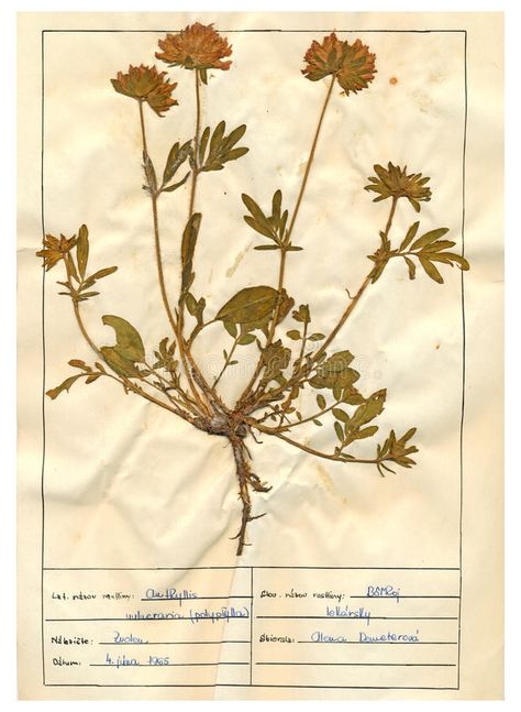 Herbarium sheet - 1/30. Herbarium sheet - pressed plant : Anthyllis vulneraria ( , #ad, #plant, #Anthyllis, #vulneraria, #pressed, #Herbarium #ad Herbarium Sheet, Herb Art, Home Greenhouse, Photo Scan, Diy Business Cards, Leaf Plant, Dry Plants, Floral Collection, Magic Book