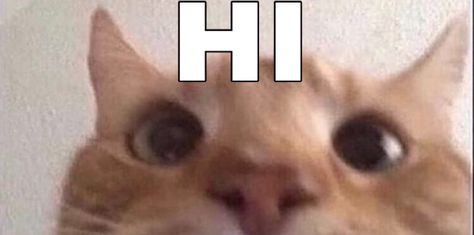 hi how are you Why Are You Looking At My Profile, How Are You Memes, This You?, Daily Homie Checkup Cat, Hi Meme Funny, Hi Reaction Pics, Hi How Are You, Meme Hi, Cat Saying Hi