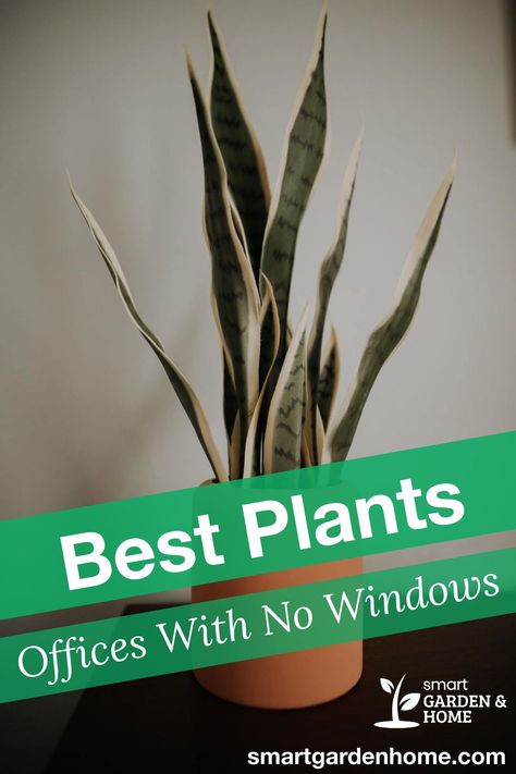 Decorate Work Office Window, Plants For Windowless Room, Best Desk Plant, Plants For An Office With No Windows, No Light Plants Indoor Office, Lighting For Office With No Windows, Decorate Windowless Office, Therapy Office Decor Artwork, How To Make A Windowless Office Bright