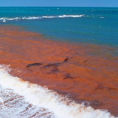 Microscopic Algae, Ocean Plants, Red Tide, Marine Pollution, Red Ocean, Ocean Photos, Gulf Coast Florida, Marine Mammals, Complimentary Colors