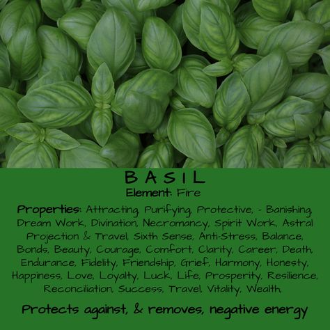 Basil Herb Magical Properties & Uses, Herbology Basil Magical Properties, Herb Meanings, Basil Herb, Magickal Herbs, Witch Herbs, Magic Spell Book, Grimoire Book, Magic Herbs, Magical Herbs