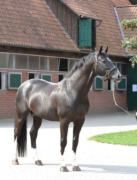 Hanoverian Breeding – Where it’s at… | The Horse Magazine Hanoverian Horses, Warmblood Stallion, Horse Markings, Warmblood Horses, Horse Magazine, Saddle Rack, Show Jumping Horses, Horse And Human, Equestrian Problems