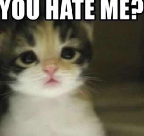 Cat Reaction, Goofy Cats, Silly Kitties, Cats Pictures, Silly Cats Pictures, Cat Meme, Silly Animals, Reaction Images, Cute Memes