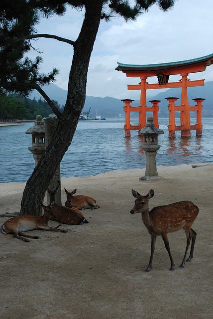 Japanese sacred deer. "The island was full of sacred deer. They were not afraid, for no one hurt them."  - from THE BIG WAVE by Pearl S. Buck. Free activity template + sensory, unique teaching ideas at https://litwits.com/the-big-wave Gunung Fuji, Miyajima Island, Torii Gate, Kyushu, Airbrush Art, Visit Japan, Hiroshima, Japanese Garden, Japanese Culture