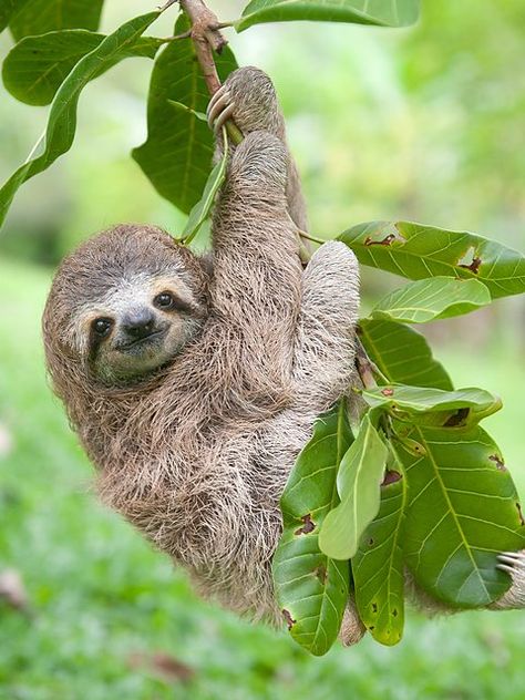 Baby Sloth Pictures, Pictures Of Sloths, Cute Sloth Pictures, Sloth Photos, Sloth Drawing, Three Toed Sloth, Sloth Life, Sloth Art, A Sloth