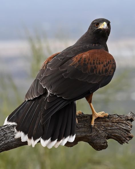 Harris's Hawk (Parabuteo unicinctus). Photo: Robert Peacock. Harris Hawk, Bird Wings, Wildlife Photos, Bird Photo, Birds Of Prey, Love Birds, Beautiful Birds, Eagles, Art Inspo